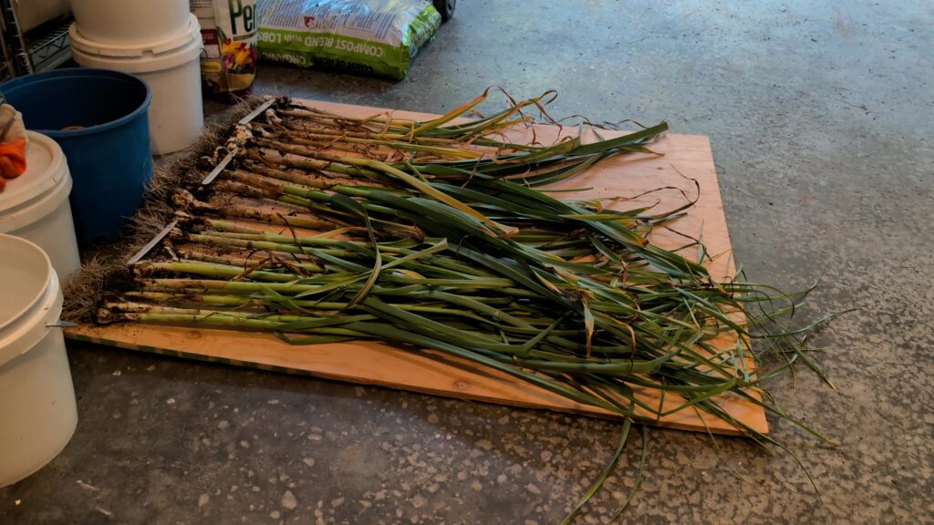 garlic harvest laying out to dry