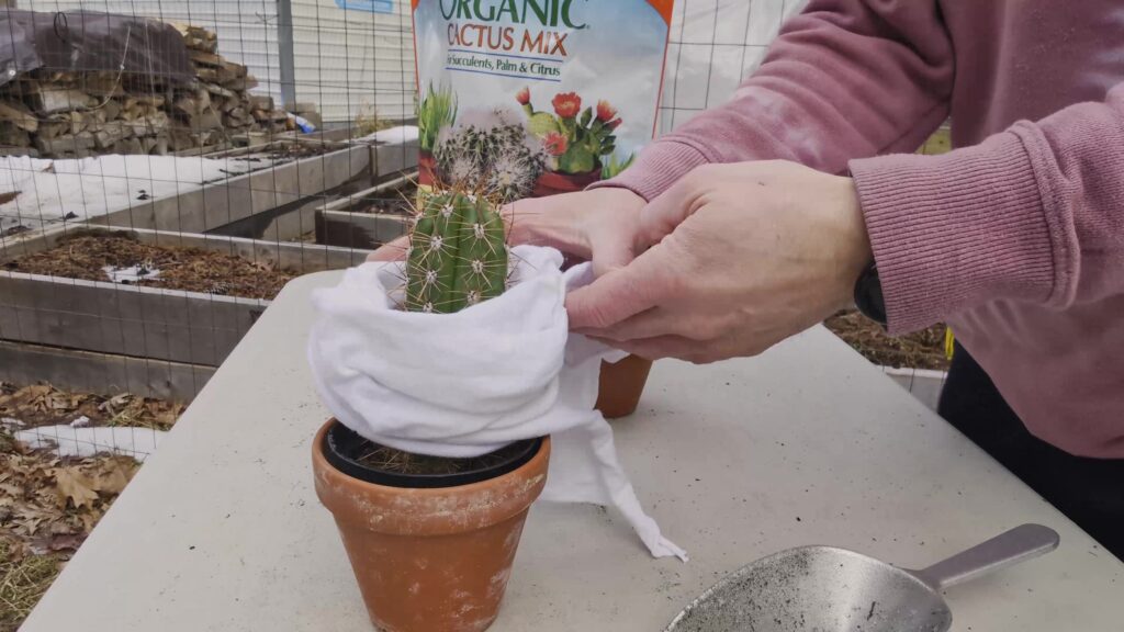 Cactus wrapped with a cloth rag to help get it out of the pot without getting poked by the spines
