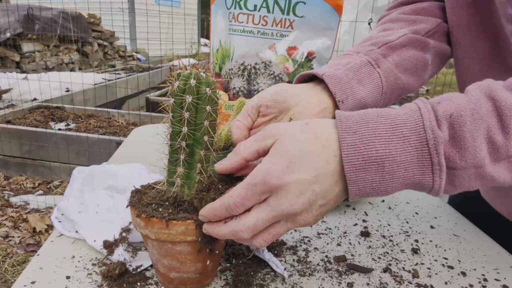 Putting new soil around the cactus in its new pot.