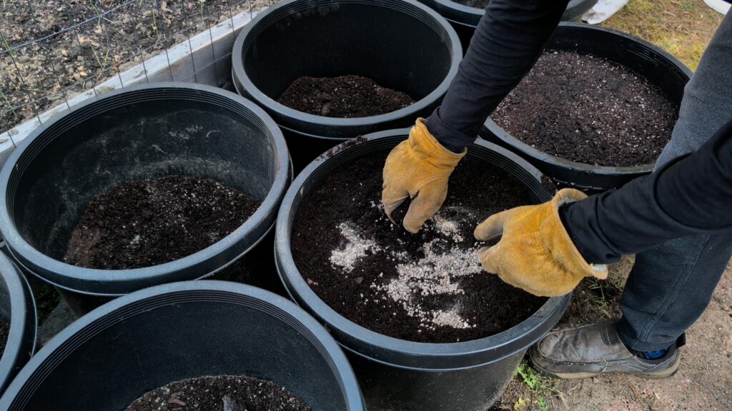 growing potatoes in containers: mixing fertilizer into planted potato containers