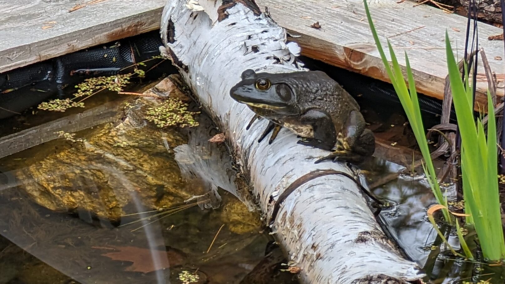 Frog sitting on a birch log in the pond
