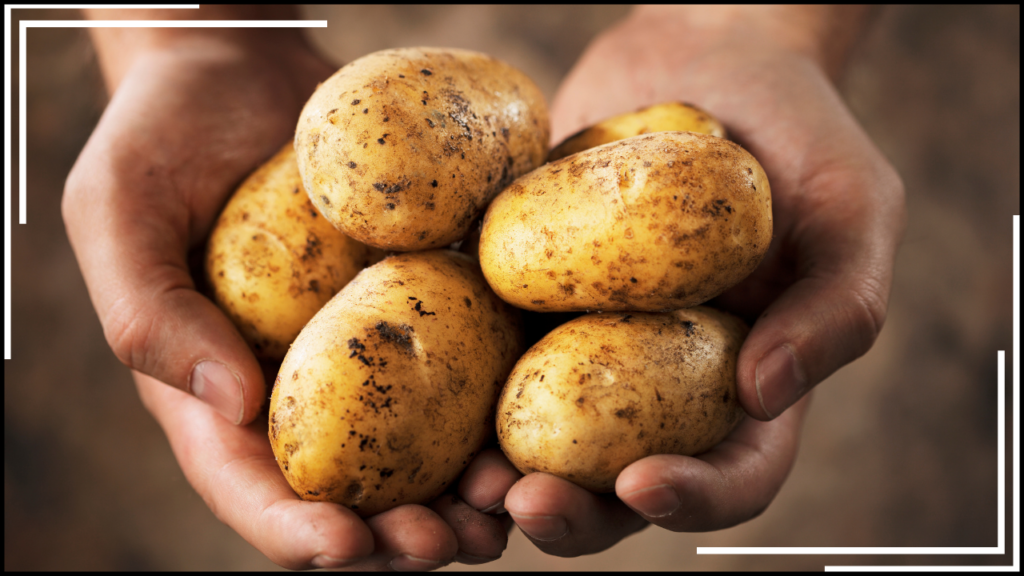 two hands holding a small pile of potatoes