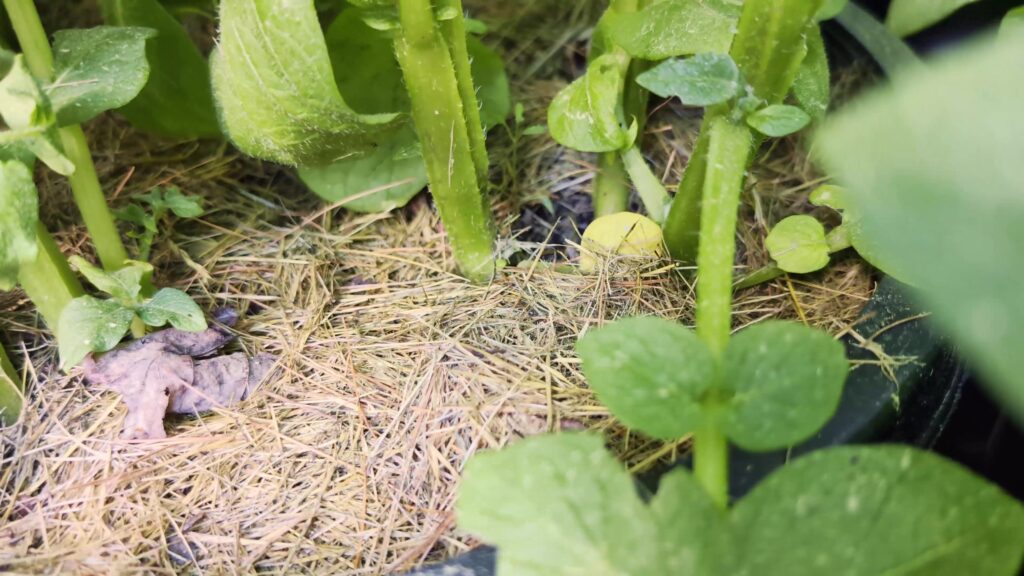 Grass clippings as mulch on the surface of the container
