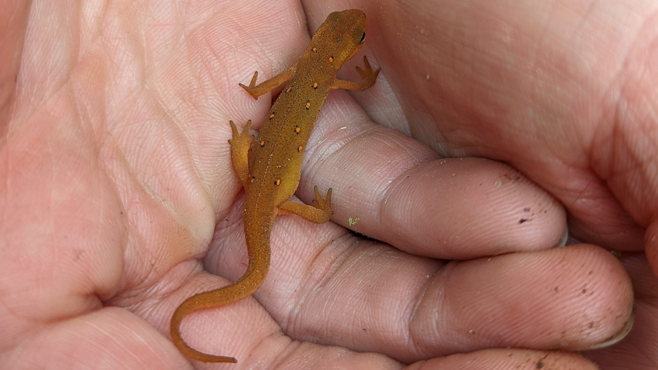 holding a salamander