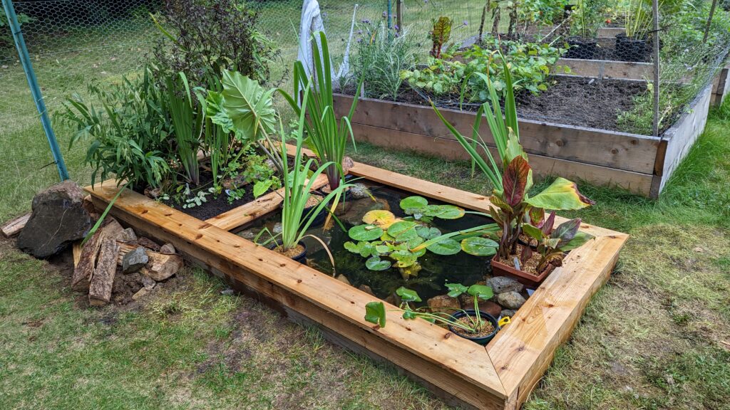 Completed wildlife pond in the garden with recently planted aquatic and marginal plants