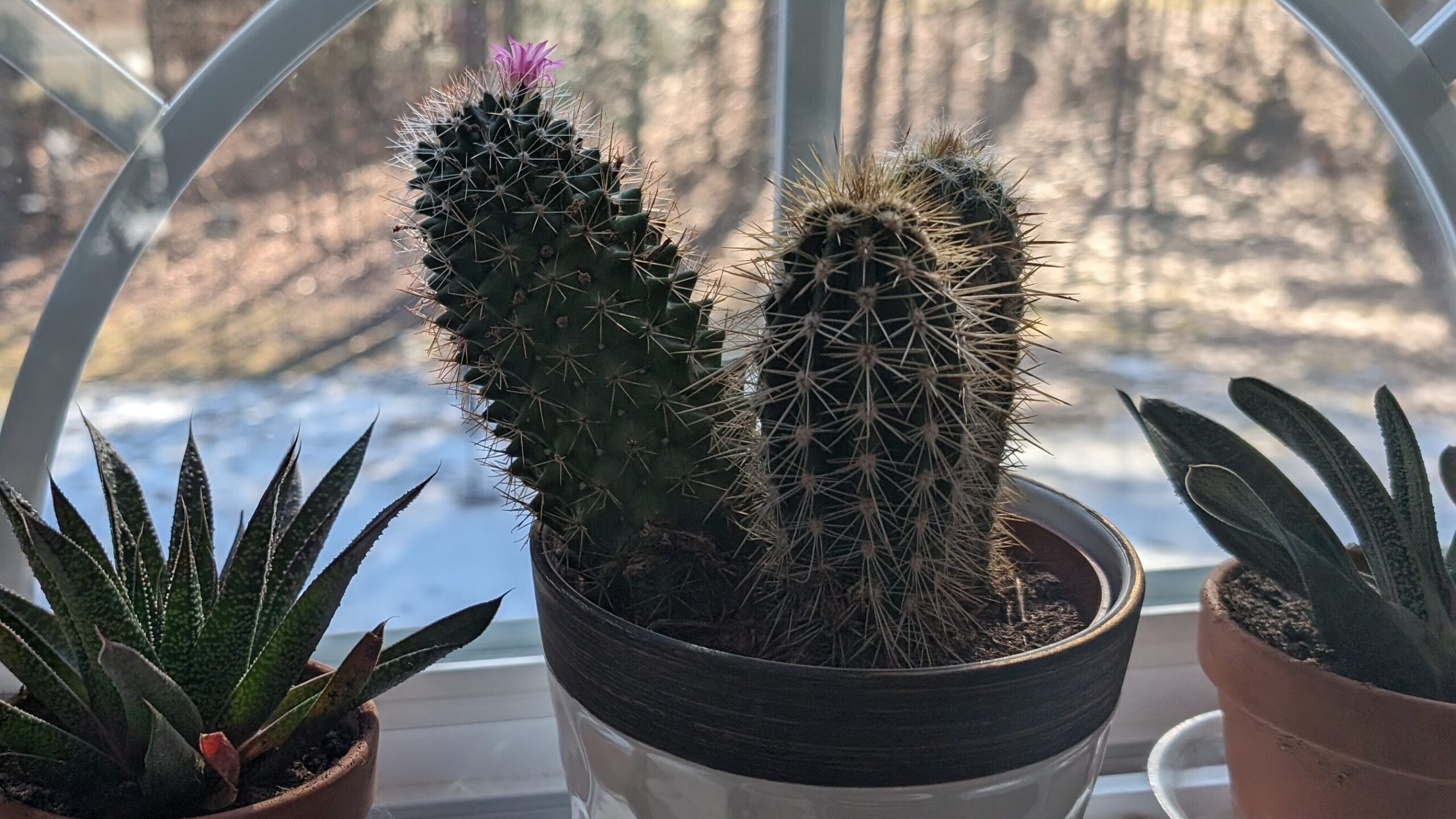 Cactus with a small pink flower
