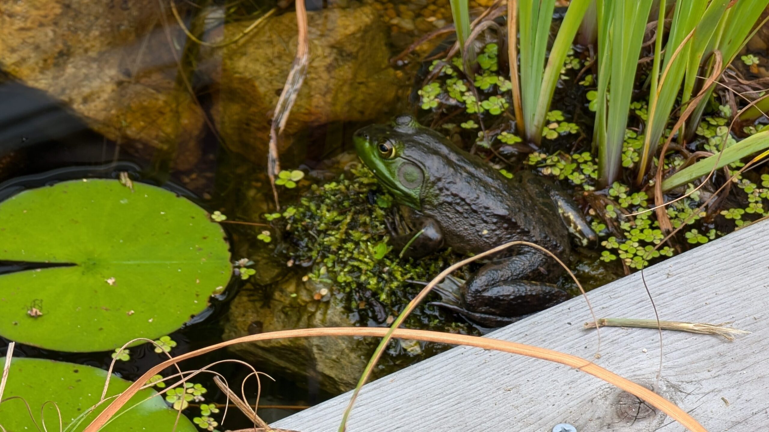 Frog sitting the wildlife pond