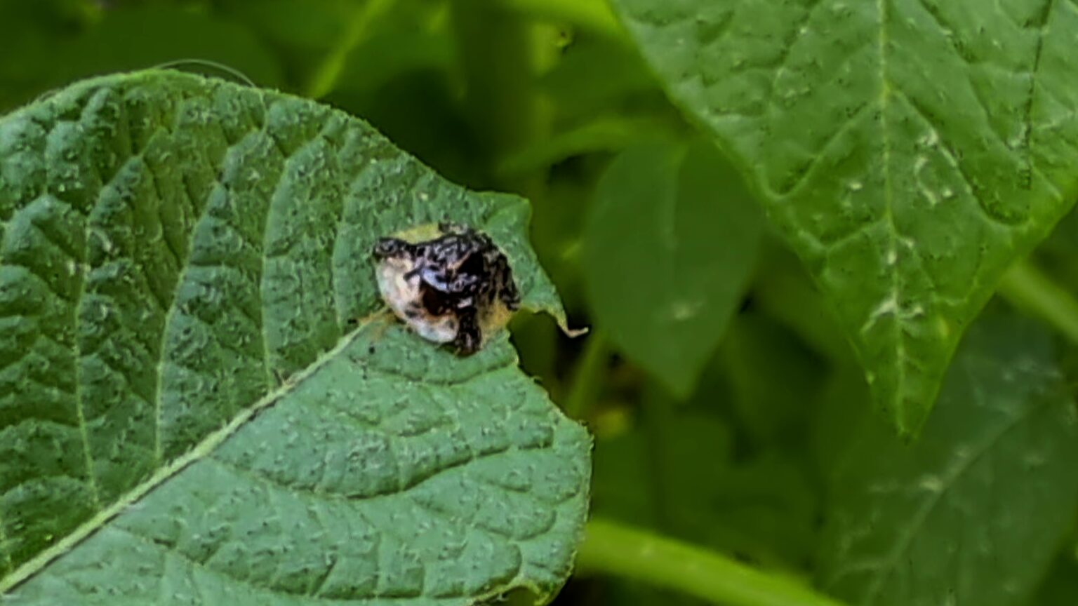 Tortoise beetle on a potato plant