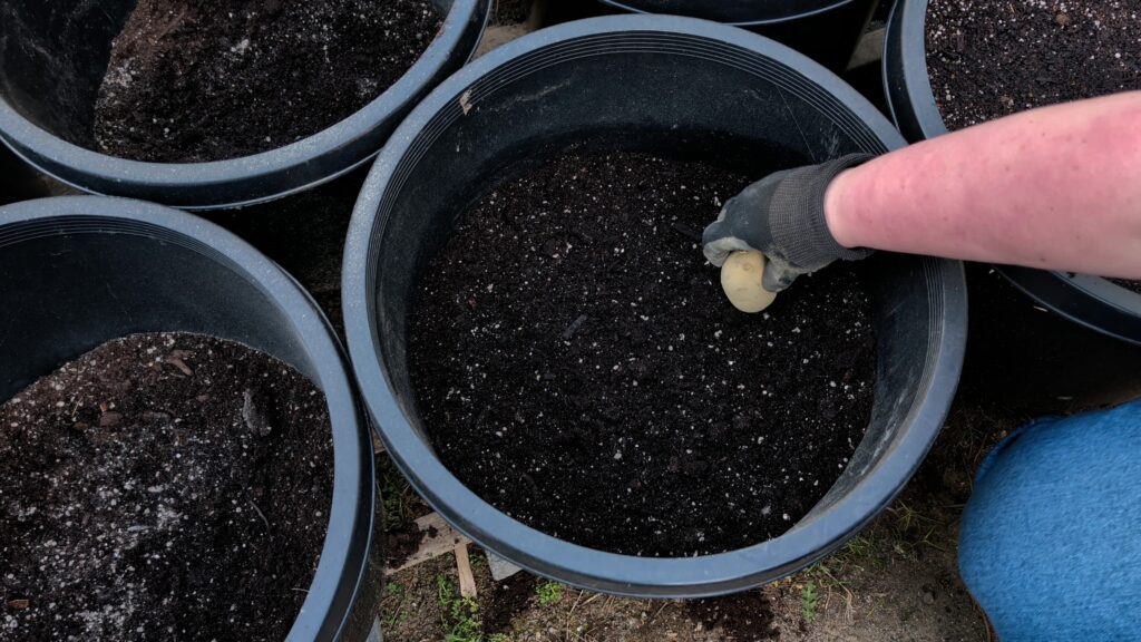 growing potatoes in containers: Planting additional potatoes in a second layer above the first planted layer of potatoes
