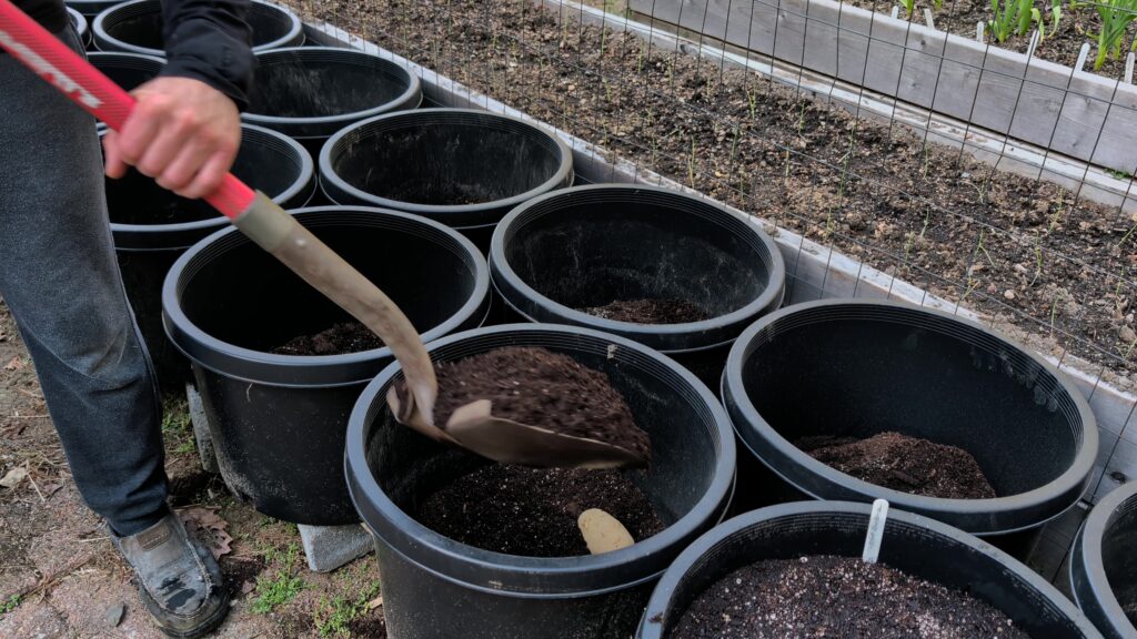 growing potatoes in containers: Using a shovel to cover planted potatoes will soil