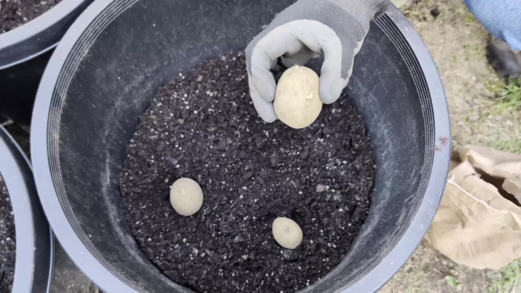 growing potatoes in containers: Shows placement of three potatoes into a single layer in the pot