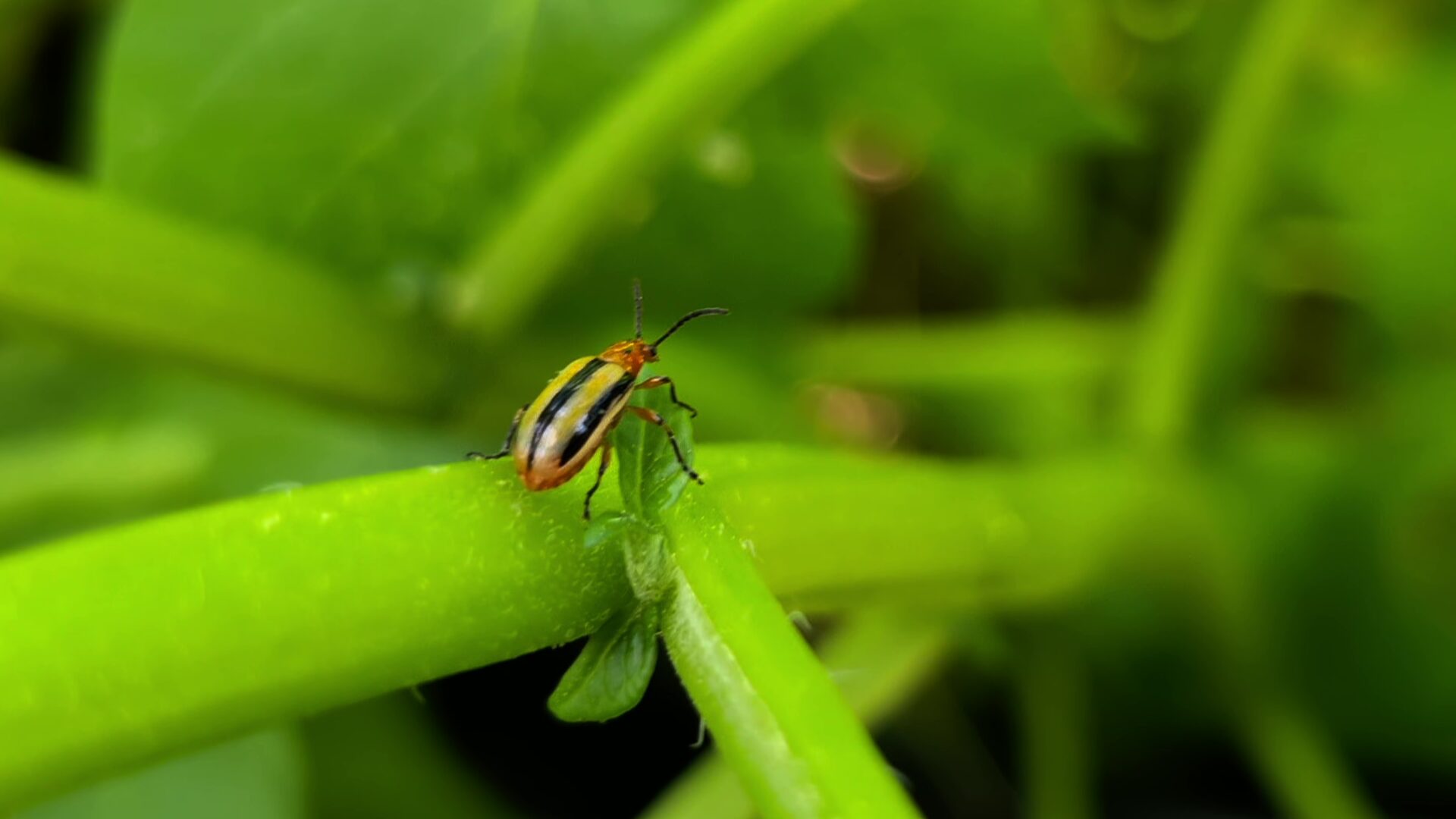 Colorado potato beetle on a potato plant
