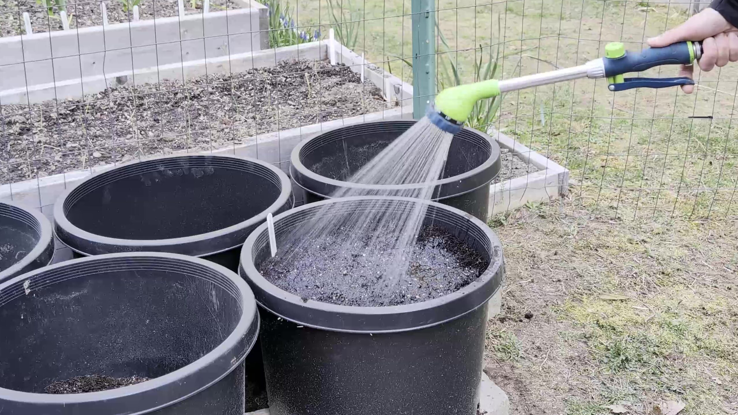 growing potatoes in containers: watering planted containers with garden hose
