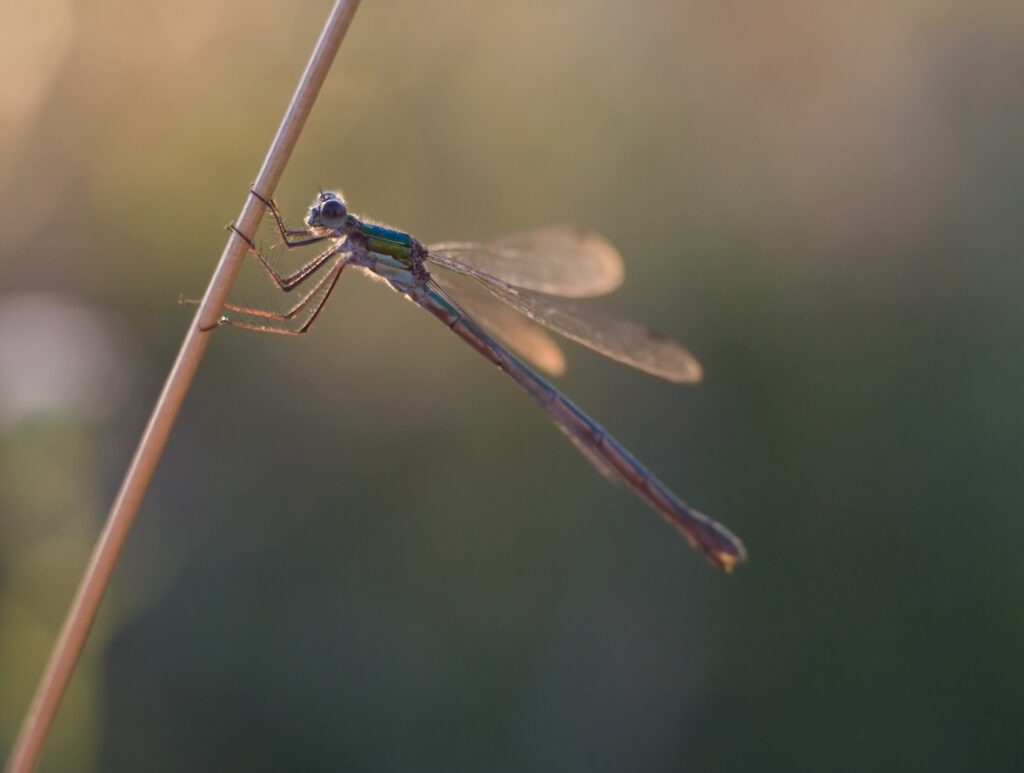 Dragonfly sitting on a plant at sunset