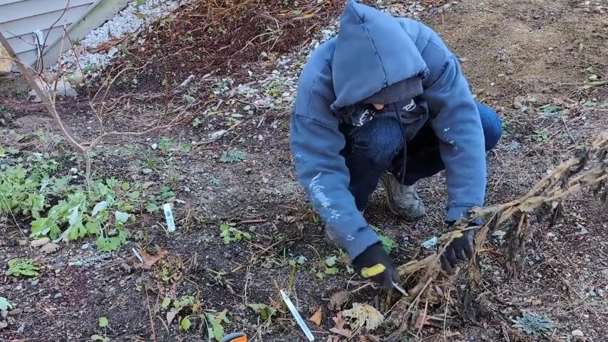 cutting back the dahlia stalks