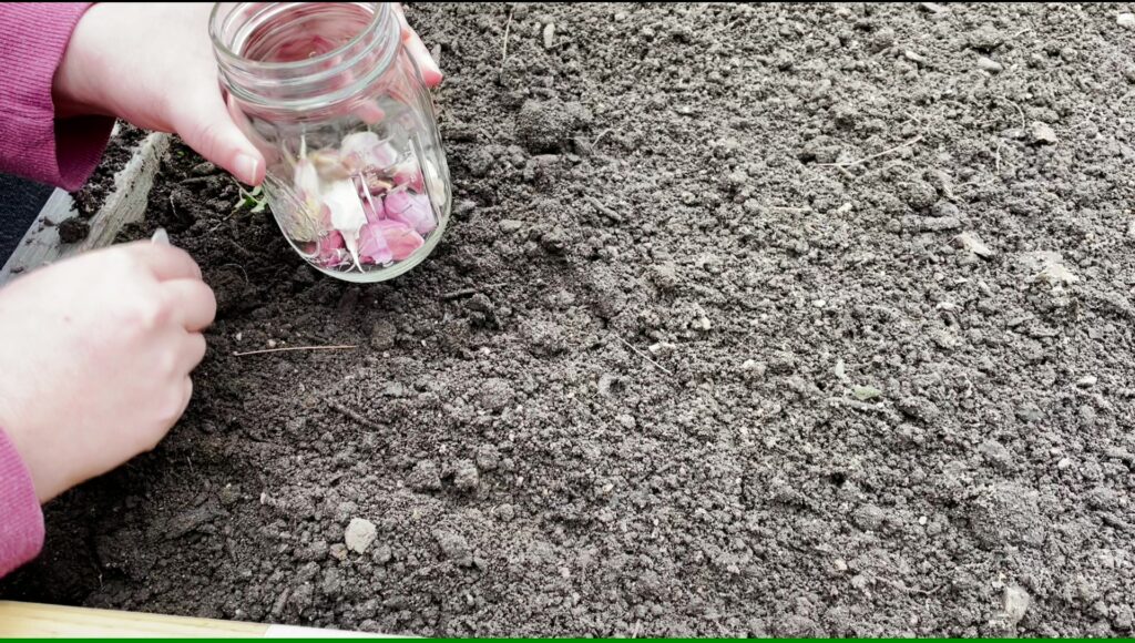 Planting garlic cloves.