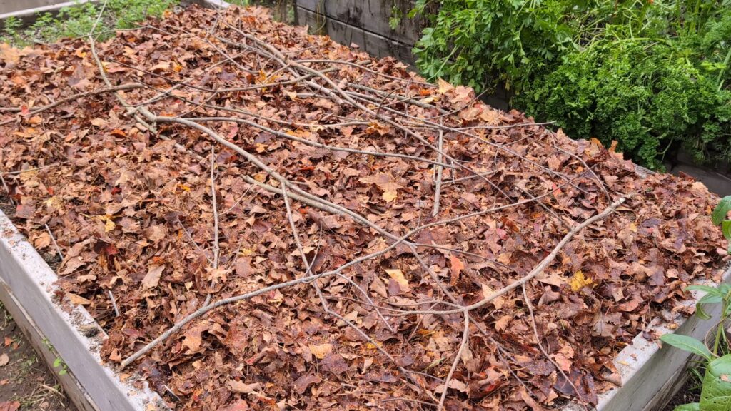 mulch garlic bed for winter using leaves or compost and hold down with sticks.