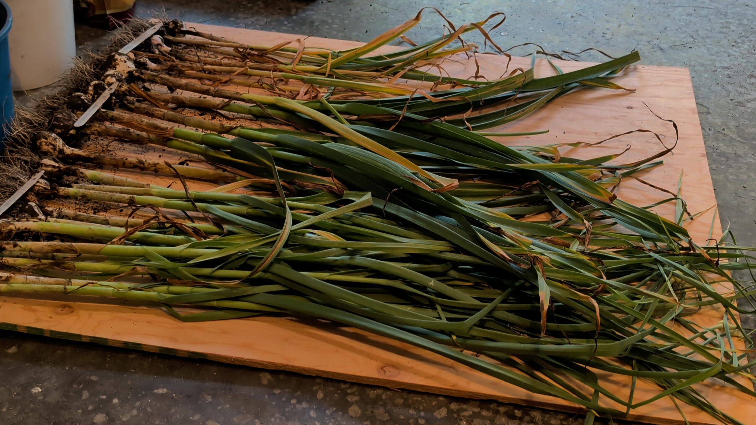garlic drying before storing.