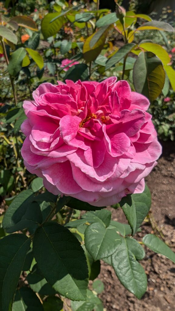 Multilayered pink rose