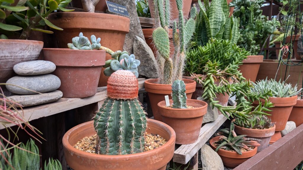 a group of cacti and succulents in terracotta posts.
