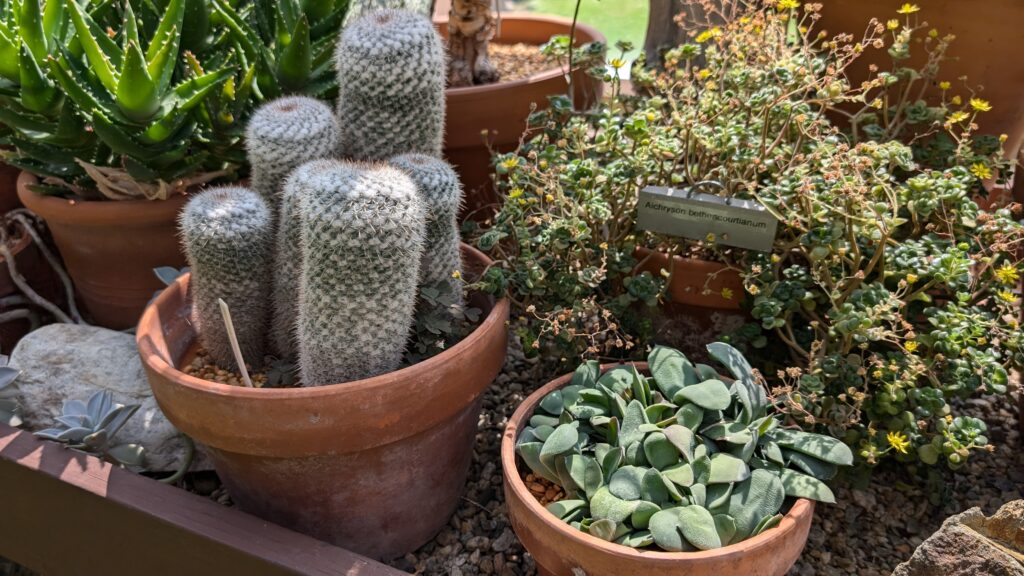 a group of cacti and succulents in terracotta posts.