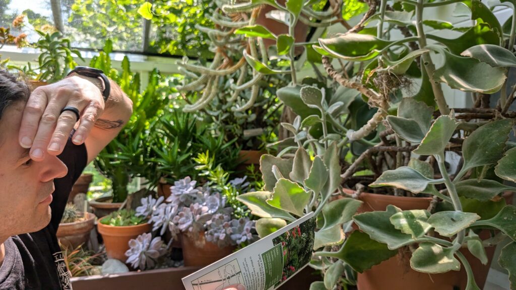 Looking at a large potted succulent.