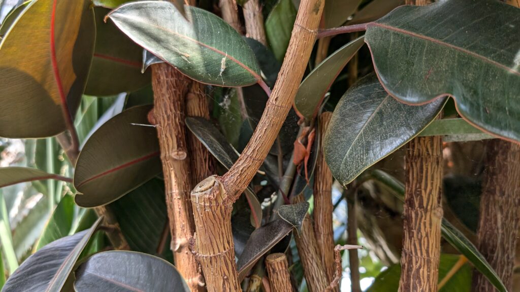 part of a large rubber plant (ficus).
