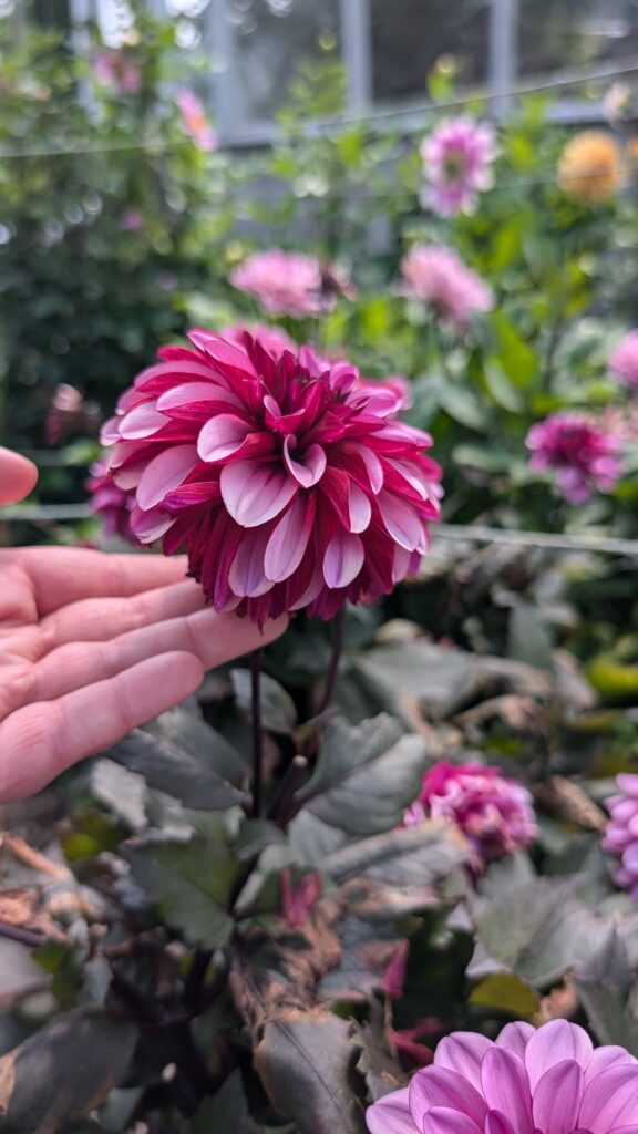dahlia with contrasting pink petals