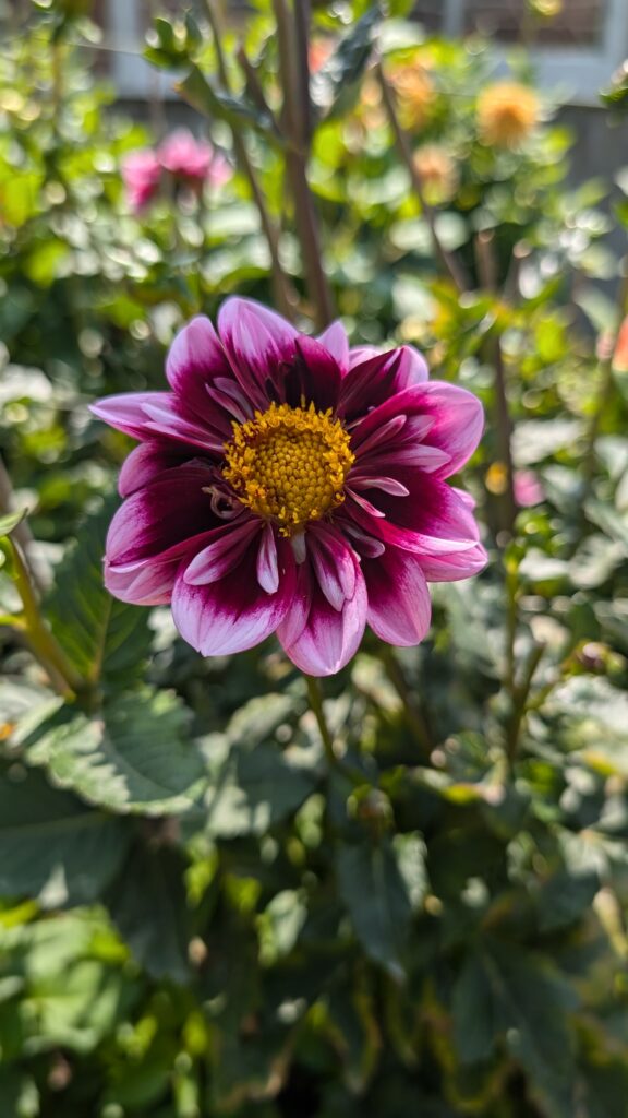 dahlia with light pink outer petals, deep pinky/purple inner petals.