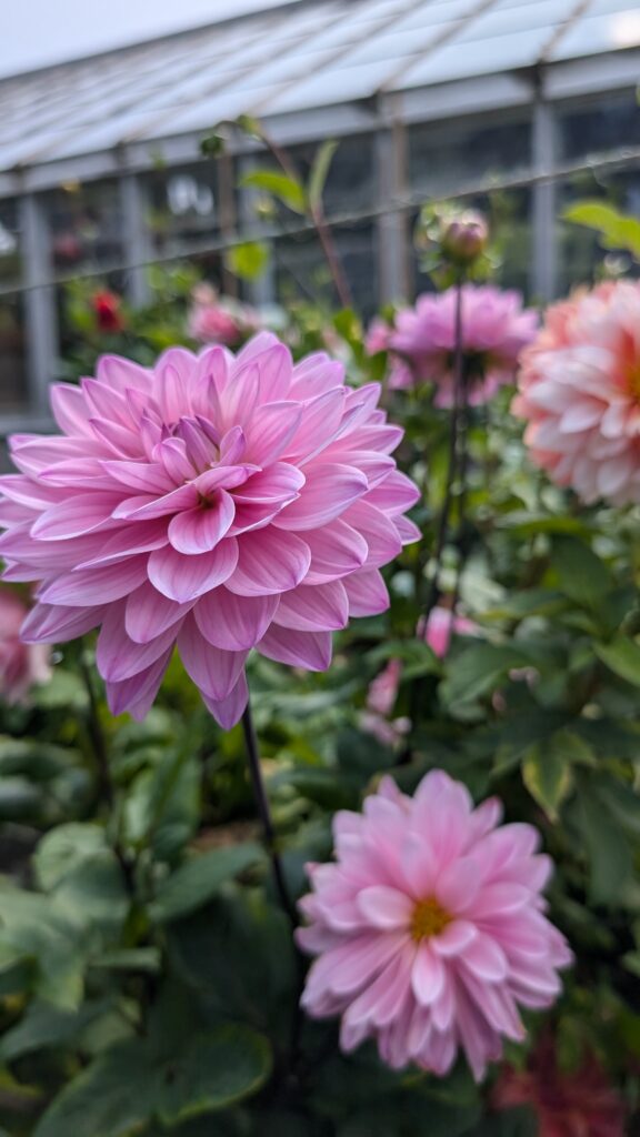 Pink informal decorative dahlia