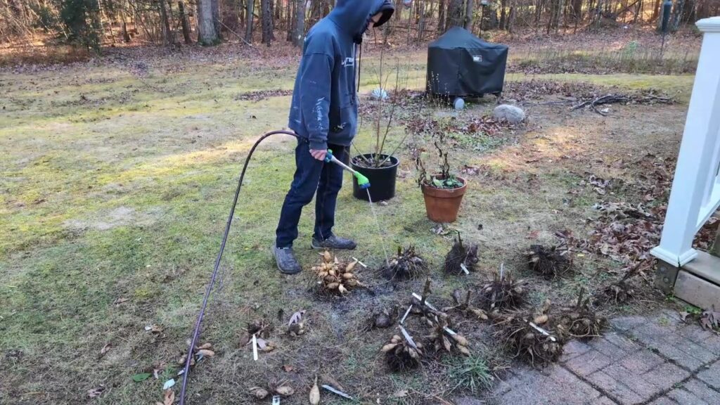 clean dirt off of dahlias with a garden hose