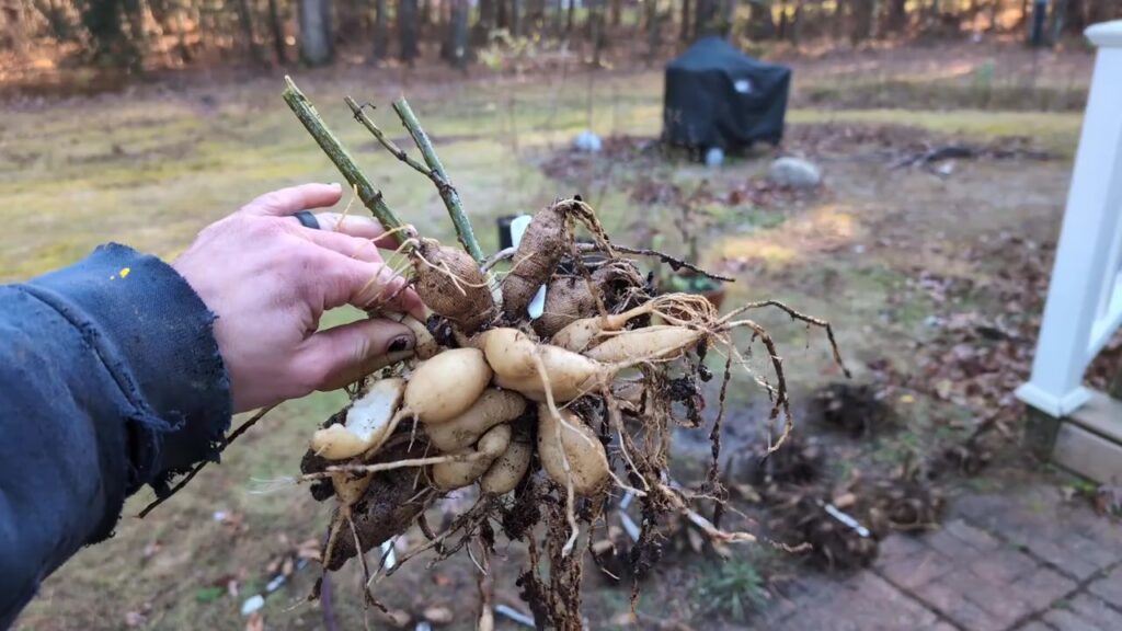 inspect clean dahlias for any damage or disease