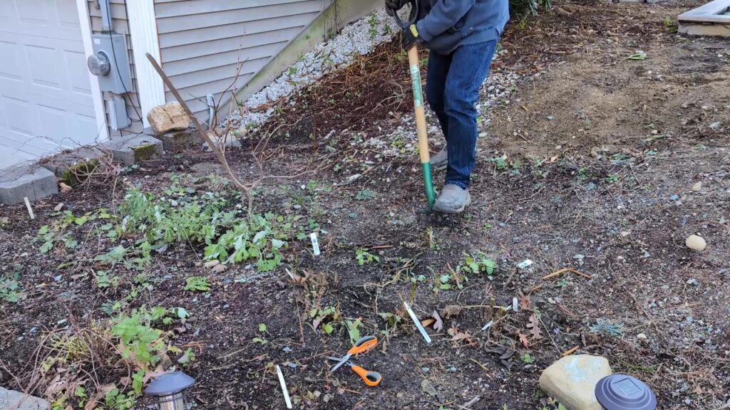 lifting dahlia tubers with a garden fork