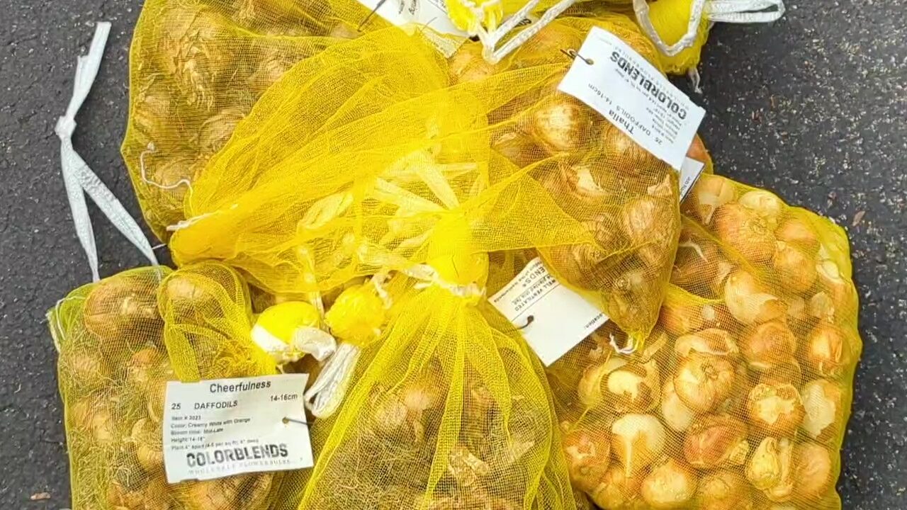 Getting ready for bulb planting with bags of different types of daffodils and other spring bulbs.