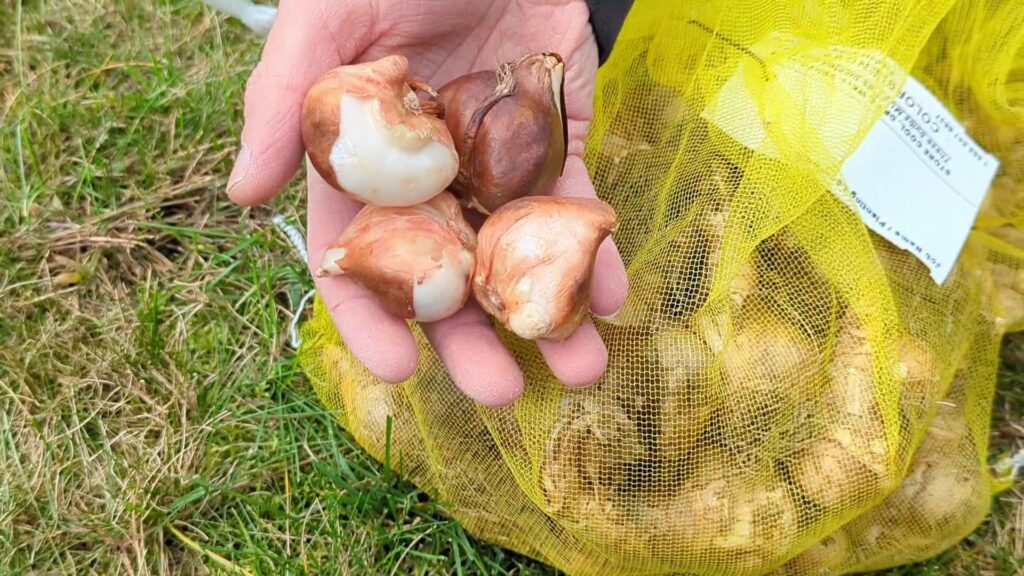 example of daffodil bulbs