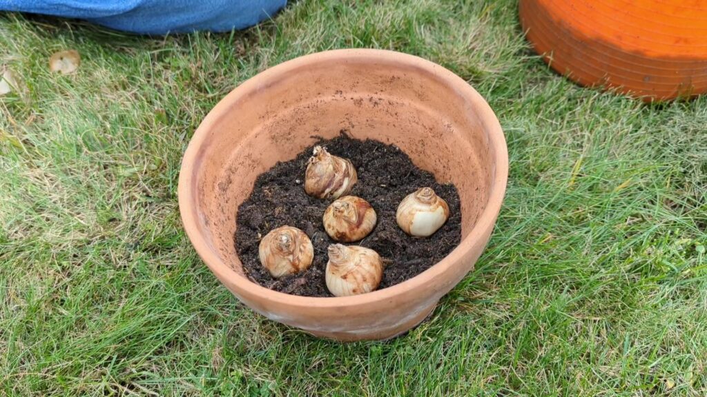 Bulb planting in a container