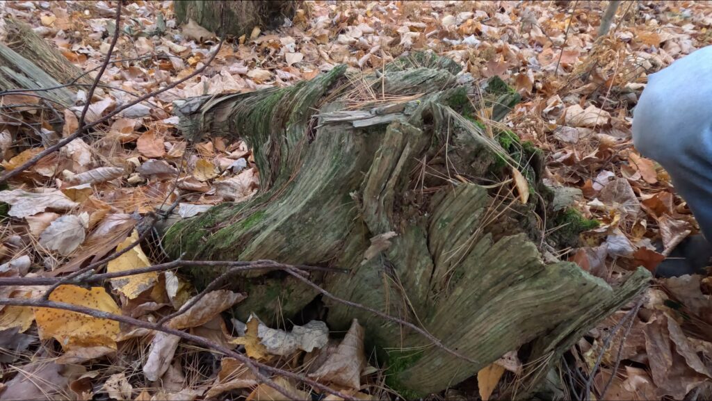 an old dead tree stump that is slowly breaking down in the forest landscape