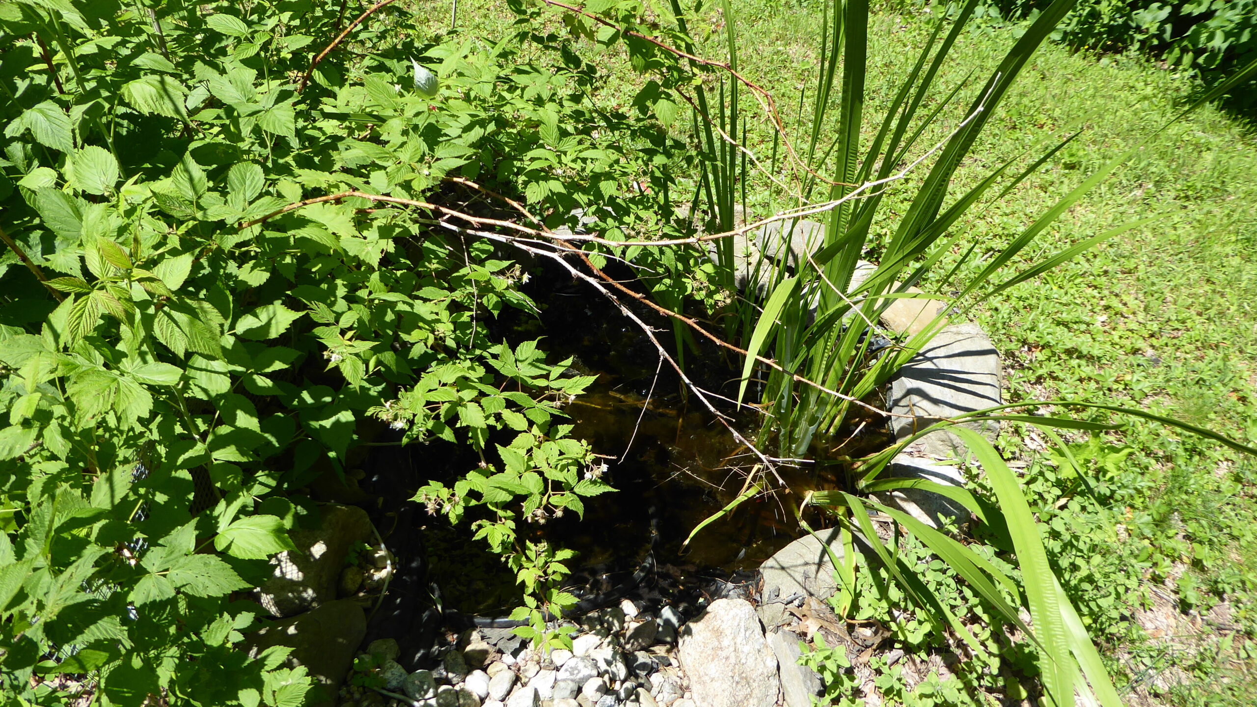 small, naturalistic style garden pond 