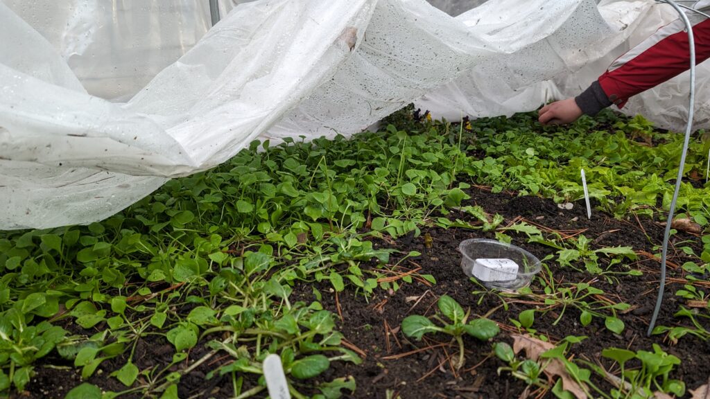 Greening growing in the winter greenhouse tunnel.