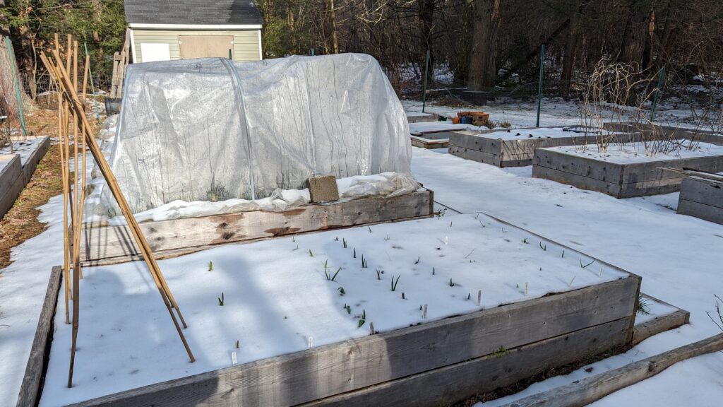 Winter garden bed with hoop house tunnel.