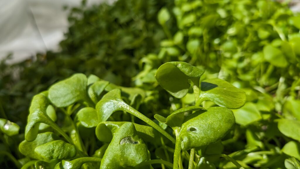 Claytonia leaves under the greenhouse tunnel