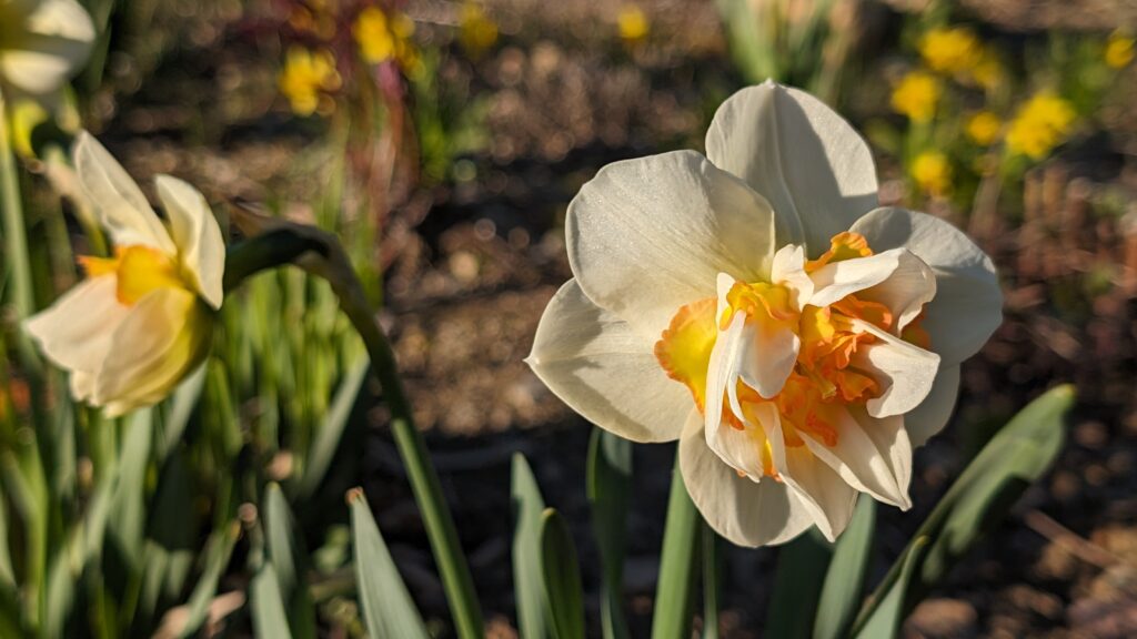 yellow and white daffodil bloom in spring