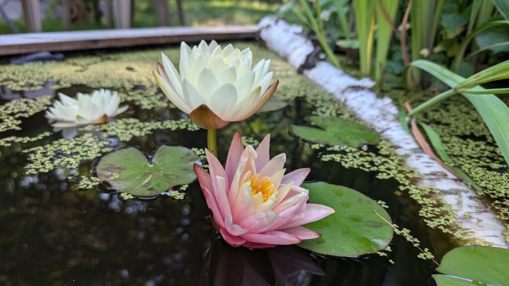 water lily flowers bloom on the surface of the garden pond.