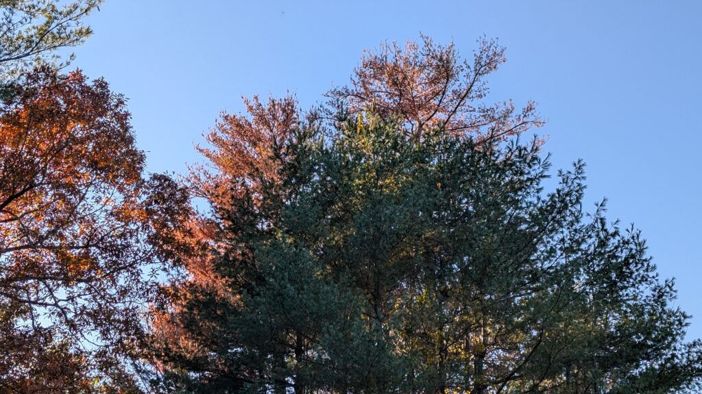 tall pines trees are dead, but there are still live pines and other deciduous trees in our landscape