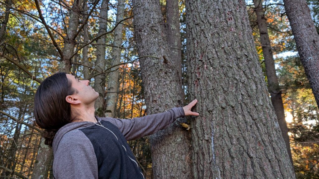 Looking up at the trees