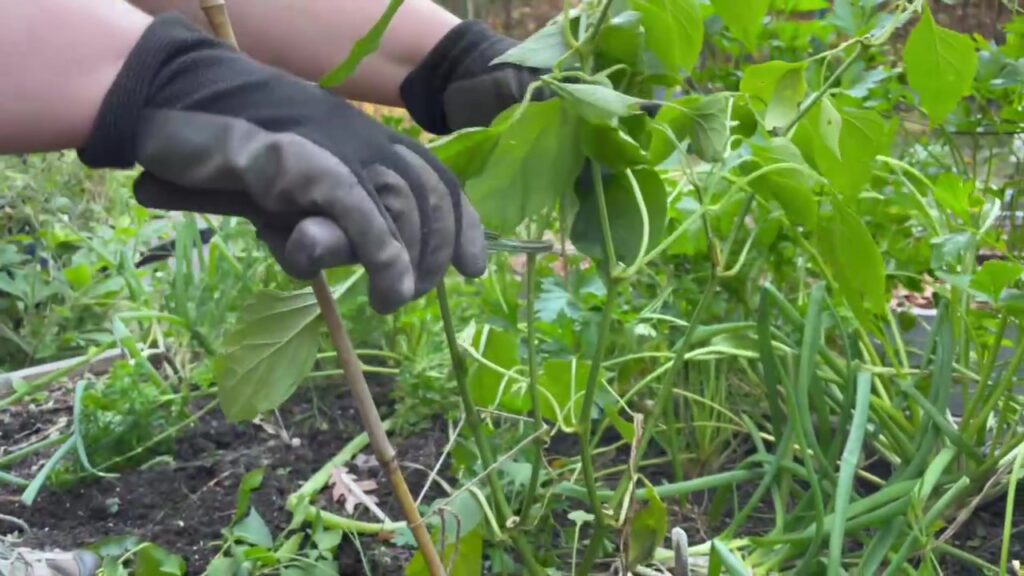 Removing stems and leaves from pepper plants