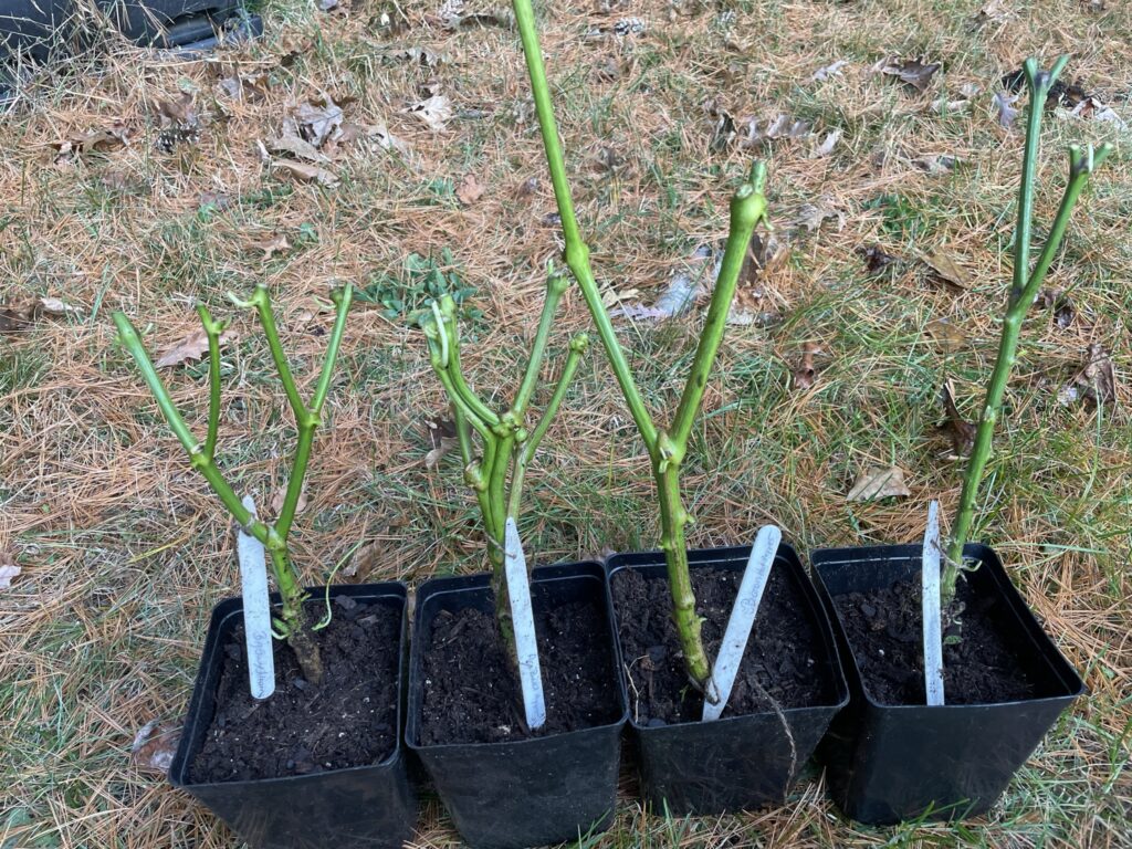Pepper plants cleaned and repotted in individual pots.