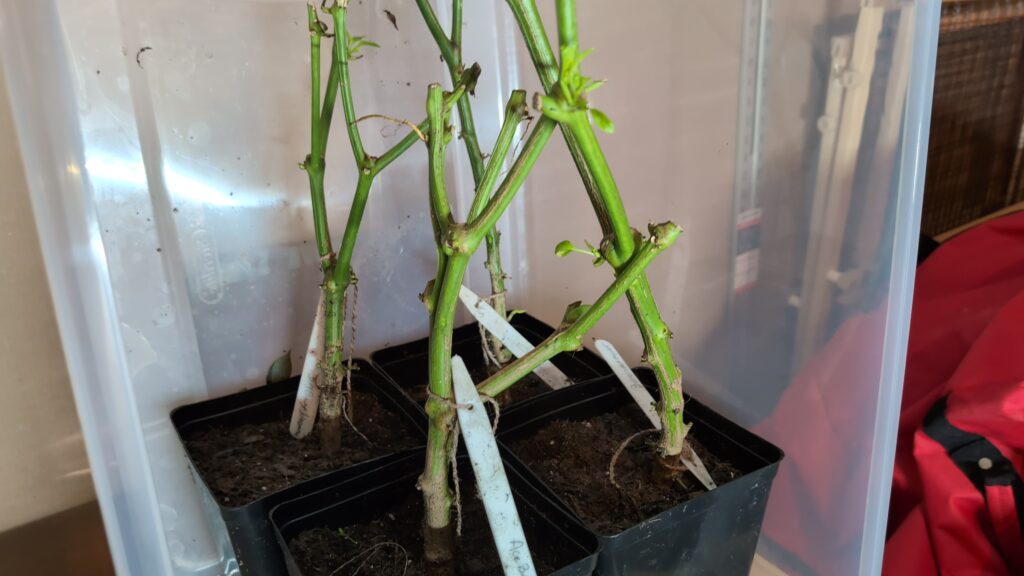 Overwinter pepper plants in a storage container and keep it in a place with a consistent temperature