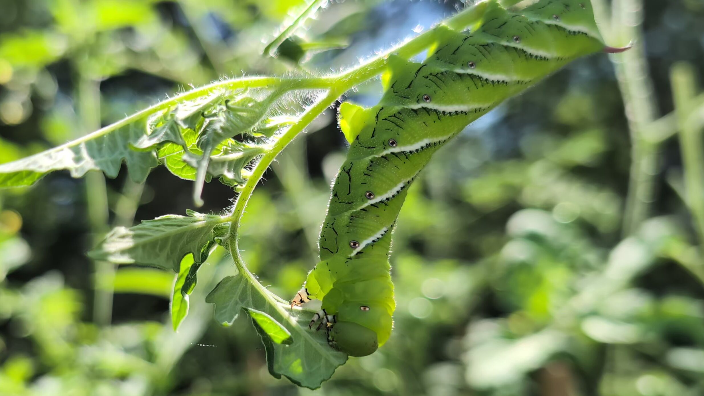 Caterpillar eating tomato plant