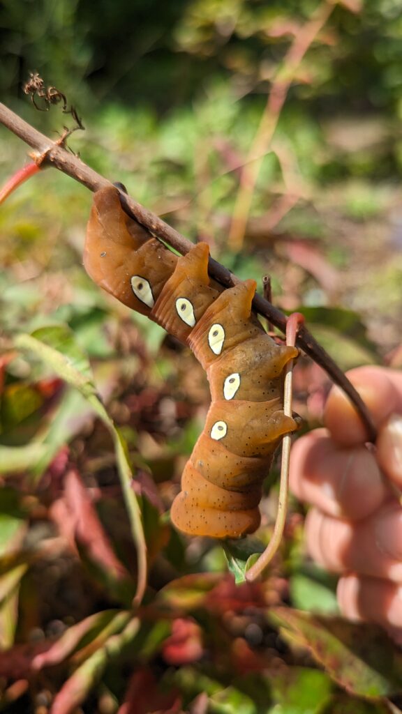 caterpillar on native Virginia Creeper